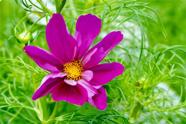 星影多肉怎么養(星影多肉綴化的價格)