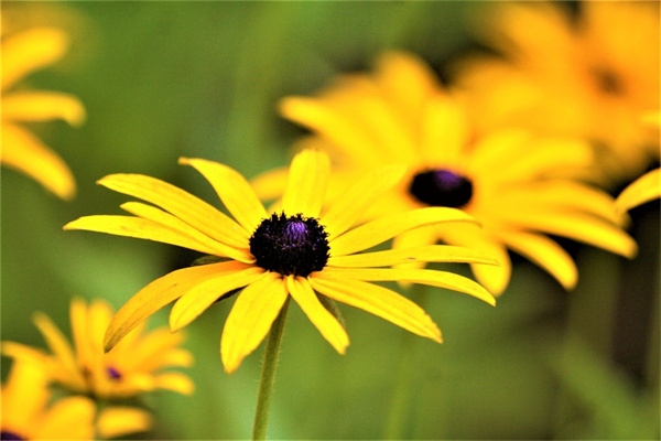 多肉分株沒有根能活嗎(多肉分株沒有根能活嗎圖片)