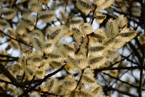 女生送好朋友鮮花送什么(一般的女性朋友送什么鮮花比較好)