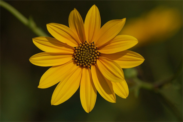 送女性普通朋友什么花(送女性朋友什么花比較合適)