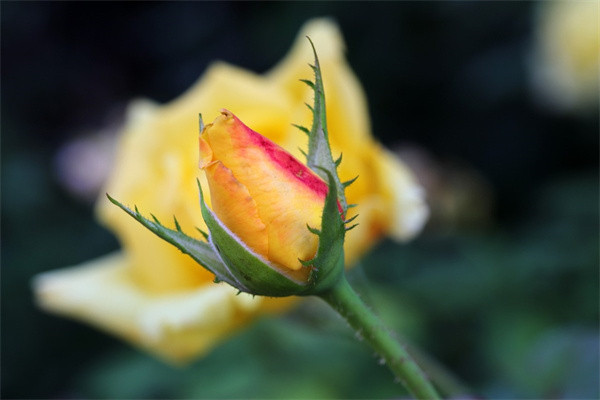 70歲生日鮮花送什么花(70歲生日送花應該是什么花)