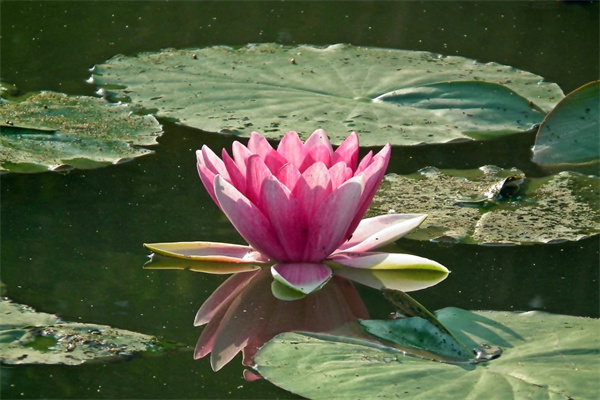 送老年人花送什么好(送老年人什么鮮花比較好?)