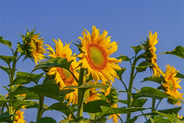 女生該送男生什么花好(女生該送男生什么花好呢)