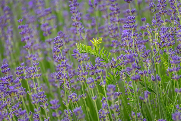 男性長輩生日送什么花合適(男性長輩生日送什么花最合適)
