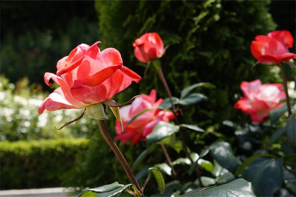 送女孩子的花有哪幾種(送女孩子的花有哪幾種圖片)