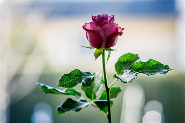 看生孩子的送什么花好(生小孩去醫院看望送什么花)