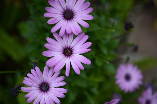 逝去的親人送什么花合適(逝去的親人送什么花合適呢)