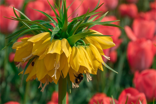 好朋友一般可以送什么花(好朋友一般可以送什么花束)