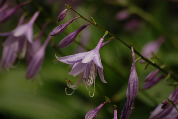 送女朋友花寫什么話(送女朋友花寫什么話語)