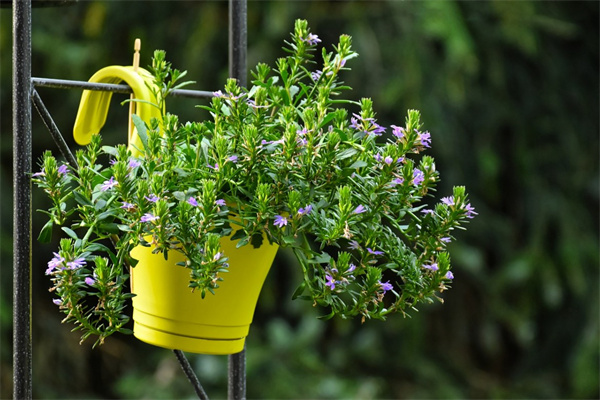 初次約女生送什么花(第一次跟女生約會送什么花比較好)