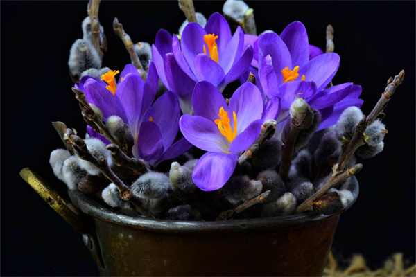 送朋友的什么花(送朋友的什么花好)