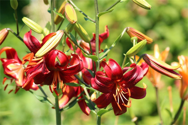女孩子送鮮花(女孩子送花的含義)