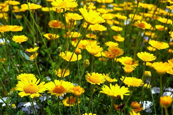 桃蛋多肉會開花嗎(桃蛋多肉會開花嗎圖片)