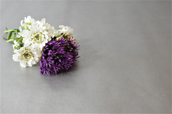 北京花卉綠植批發市場比較大的(北京最大花卉批發基地)