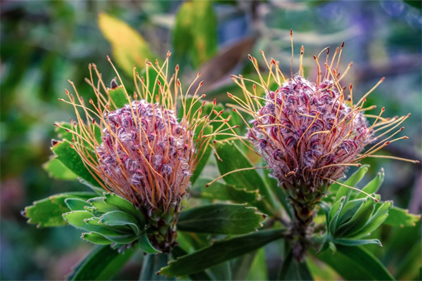 兄弟生日送什么花(兄弟過(guò)生日送什么花)