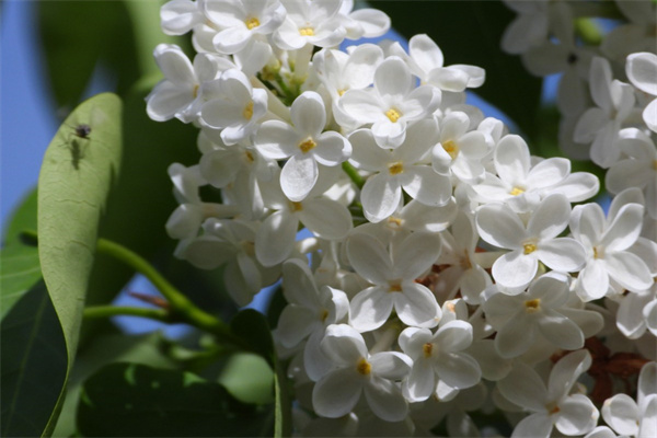 送男生什么花束比較好(送男生什么花束比較好看)