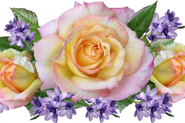 多肉什么季節換盆最好(多肉什么時候換盆最好繁殖方法教程)