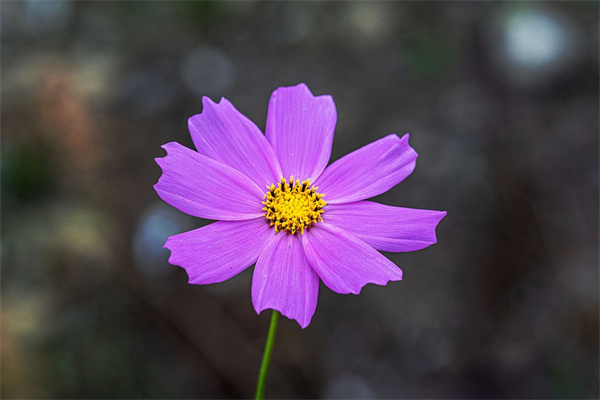 最耐寒的多肉品種排名(最耐寒耐熱的多肉有哪些)