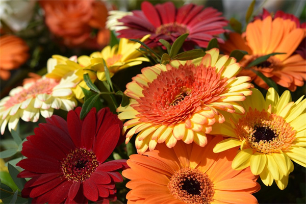 第一次表白送什么花比較好(第一次向女生表白送什么禮物好)