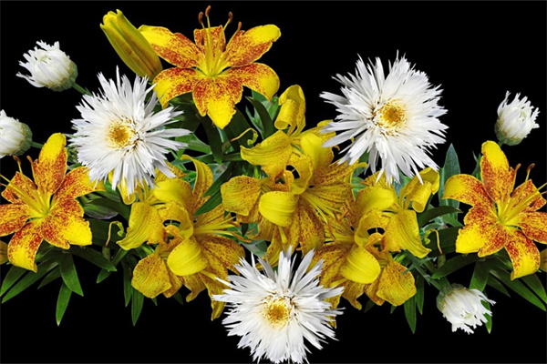 老師女的生日送什么花好呢(老師女的生日送什么花好呢圖片)