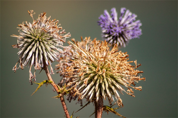 兒子過生日給母親送鮮花是什么意思(兒子過生日給母親送鮮花是什么意思啊)