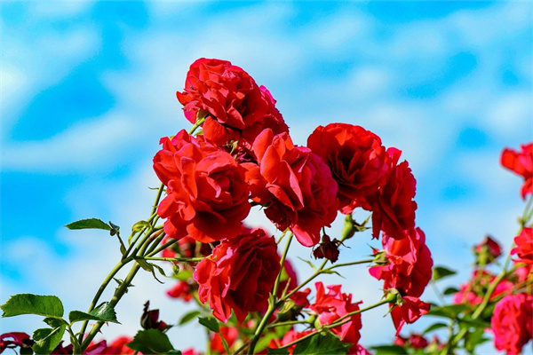 第一次見面送什么花呢(第一次見面送什么花呢女生)