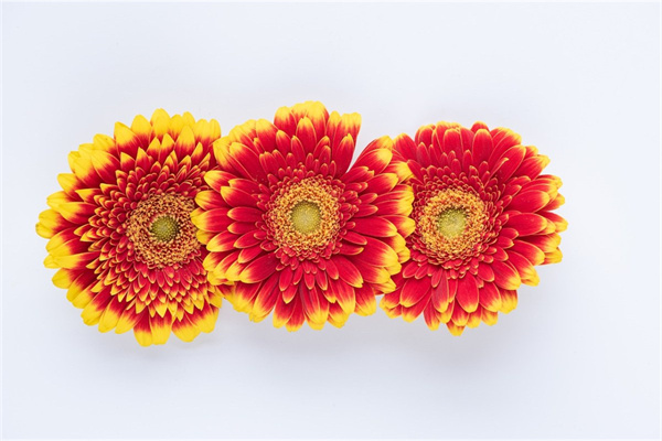 兒媳婦生日送什么花(兒媳婦送生日禮物說(shuō)什么好)