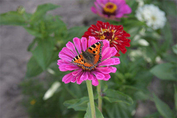 多肉入盆后幾天澆水(多肉入盆后多久能拿到陽光下)
