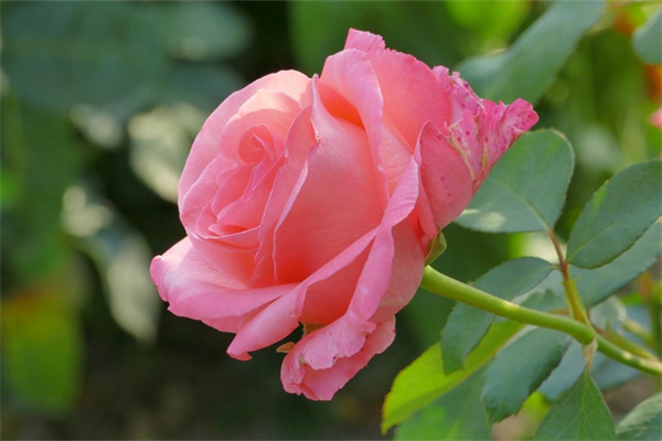 定訂鮮花(鮮花訂貨平臺)