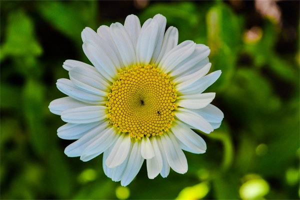 女生可以送男朋友什么花(女生可以送什么花給男朋友)