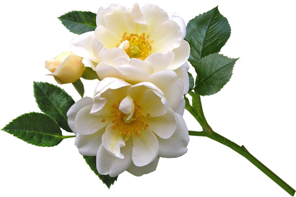 多肉什么時候上色最快(多肉要想上色幾月開始控水)