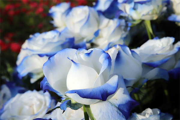 多肉到底好久澆一次水(多肉多久澆一次水澆水要怎么澆)